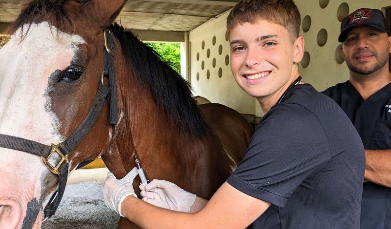 High school student on vet program draws blood from a horse