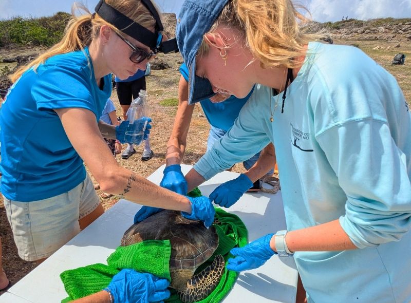 High school students inspect sea turtle as part of sea turtle conservation effort in Curacao