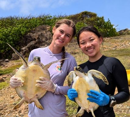high school students assist with sea turtle conservation in Curacao on marine biology program
