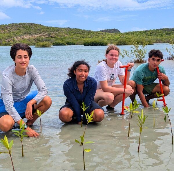 high school students replant mangroves on Curacao marine biology program