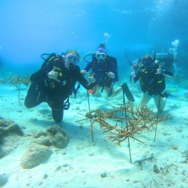 high school divers assist coral restoration on marine biology trip in Curacao