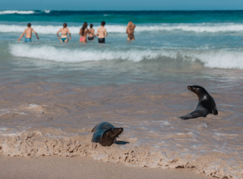 Group of sea lions in Galapagos on biodiversity summer trip