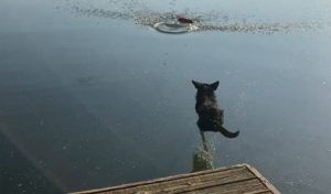 Broadreach pup jumps into water
