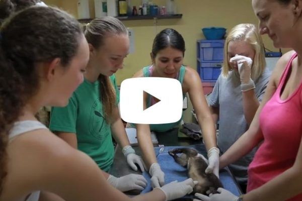 High school students examine monkey in clinic on Broadreach veterinary medicine camp in Costa Rica