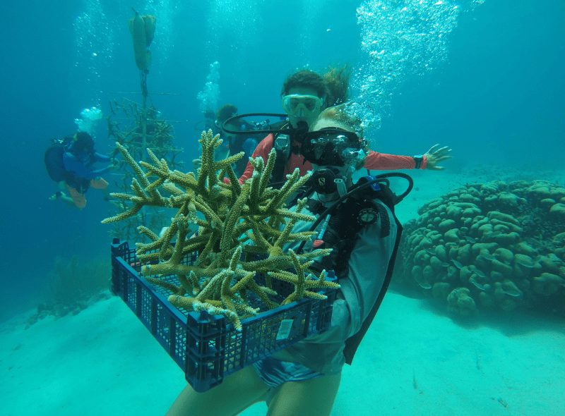 High school student scuba diver does coral restoration on summer Marine biology program in Curacao