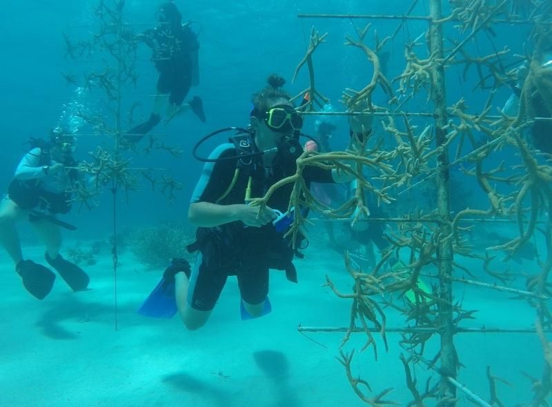 High school student scuba diver does coral restoration on summer Marine biology program in Curacao