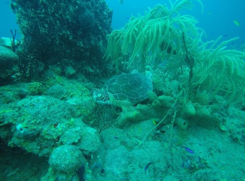 Sea turtle diver sees on Broadreach marine biology program for teens