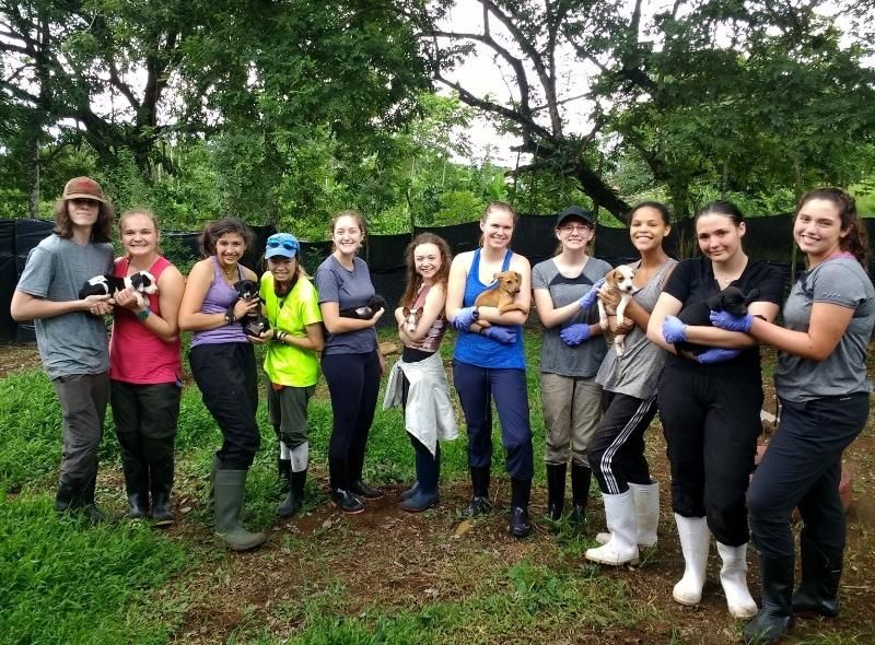 Group of teenagers hold puppies on summer vet medicine camp