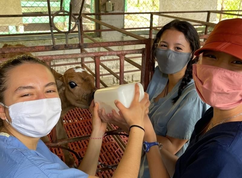 Students feed calf on summer veterinary medicine program