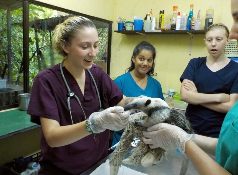 High school teen examines anteater on summer veterinary medicine program
