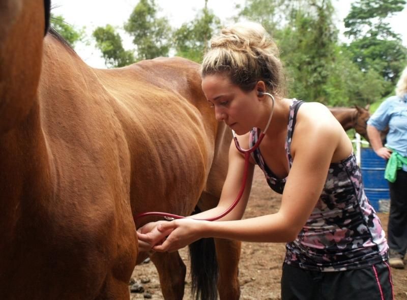 Teenage student examines horse on summer vet medicine program