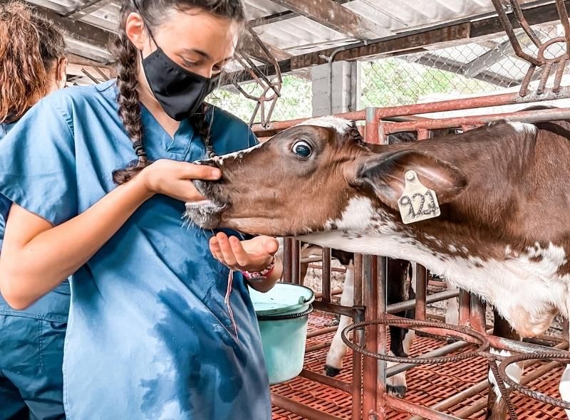 Student stands next to cow at farm on animal science vet medicine camp