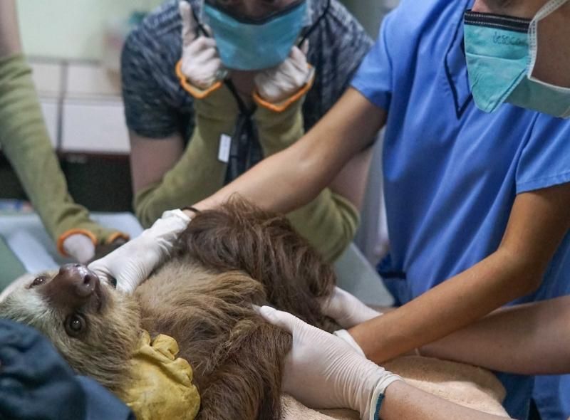 Student listens to sloth heartbeat during exam on Costa Rica summer vet medicine program