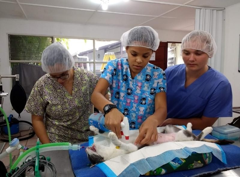 Teenage student assists two vets with cat examination on summer veterinary medicine program