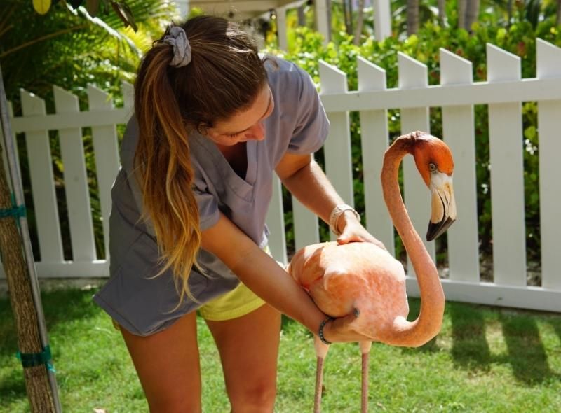 Woman examines flamingo in Bahamas during veterinary summer job