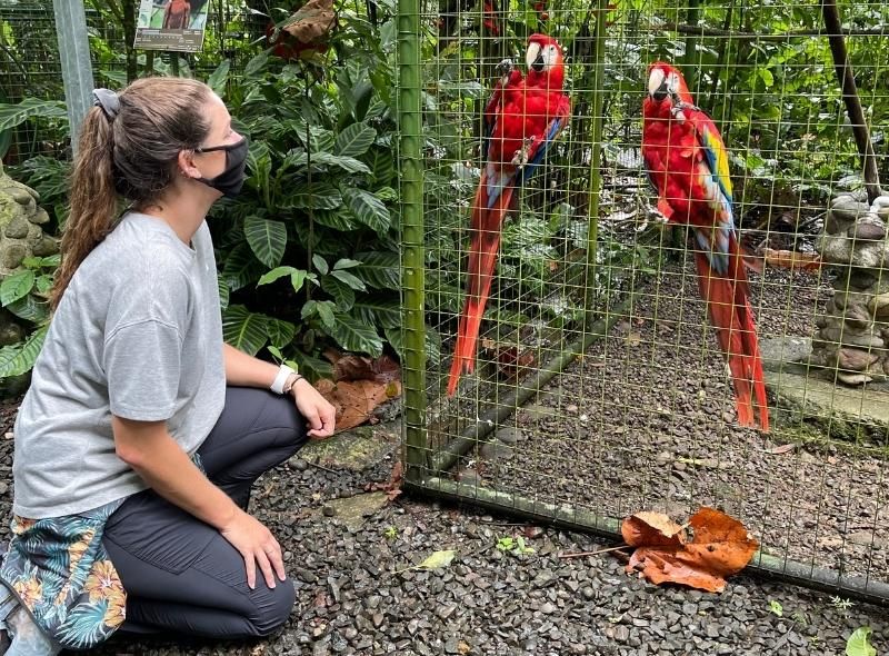 Veterinary summer job instructor looks at parrots in wildlife sanctuary in Costa Rica