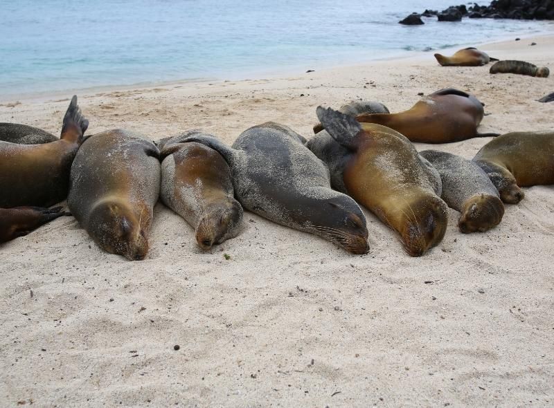 Group of sea lions in Galapagos on biodiversity summer trip