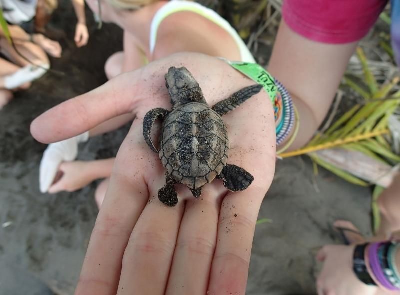 Teen holds baby sea turtle hatchling in Costa Rica on a sea turtle summer camp