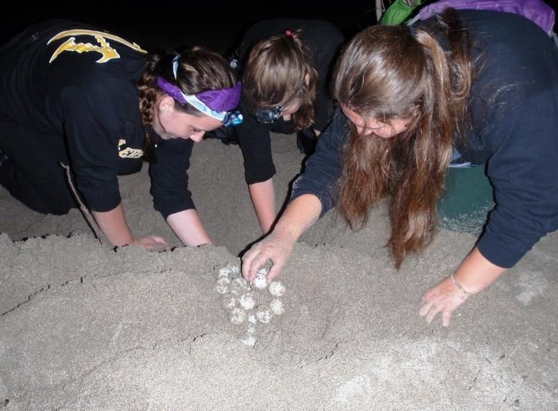 Group of high school students assist with sea turtle hatching on biology summer program