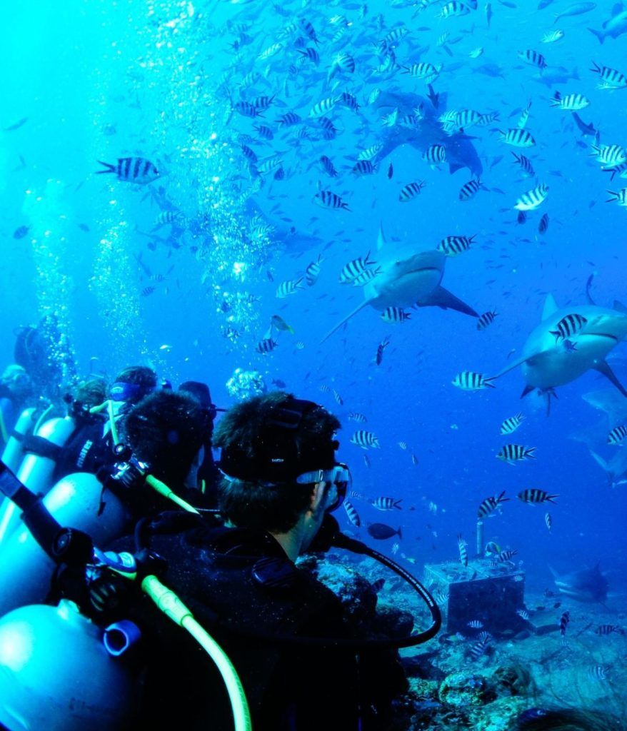 Our international program coordinator will coordinate marine science programs like our Fiji Shark Studies trip.