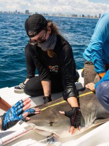 Marine biologist works with sharks