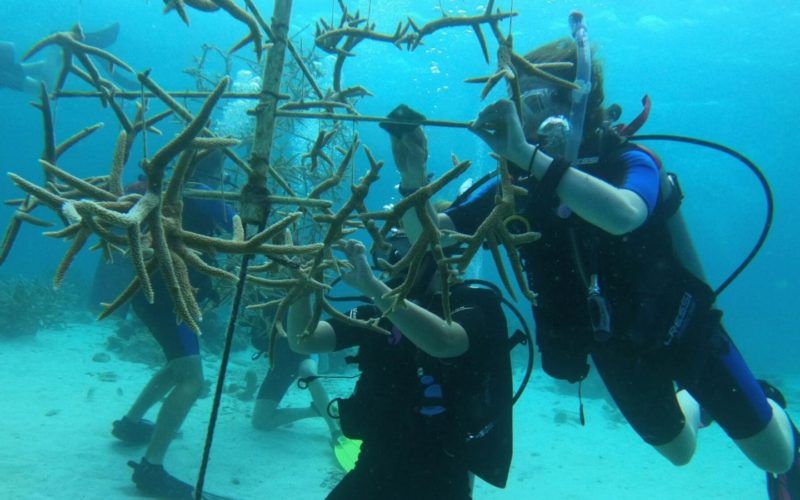 Teenage divers conduct coral restoration on marine biology program