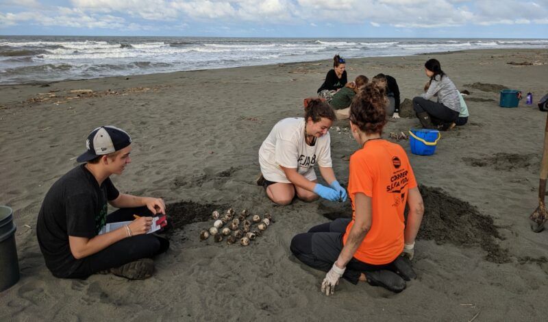 High school students research sea turtles in Costa Rica