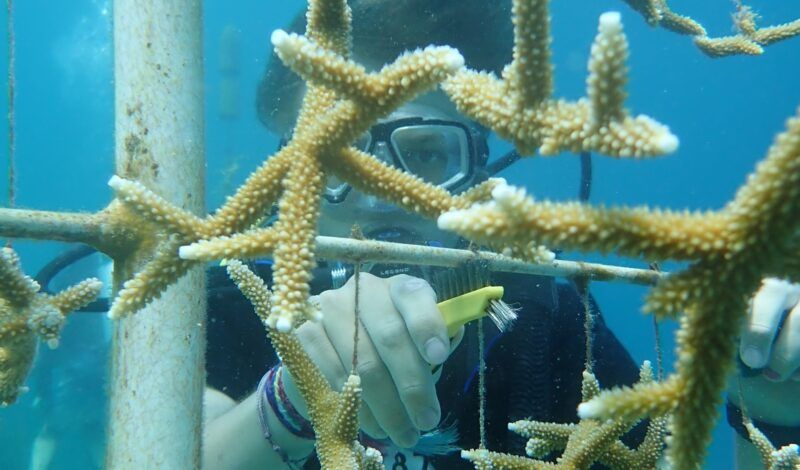High school student diver assist with coral reef restoration in Curacao on marine biology summer camp