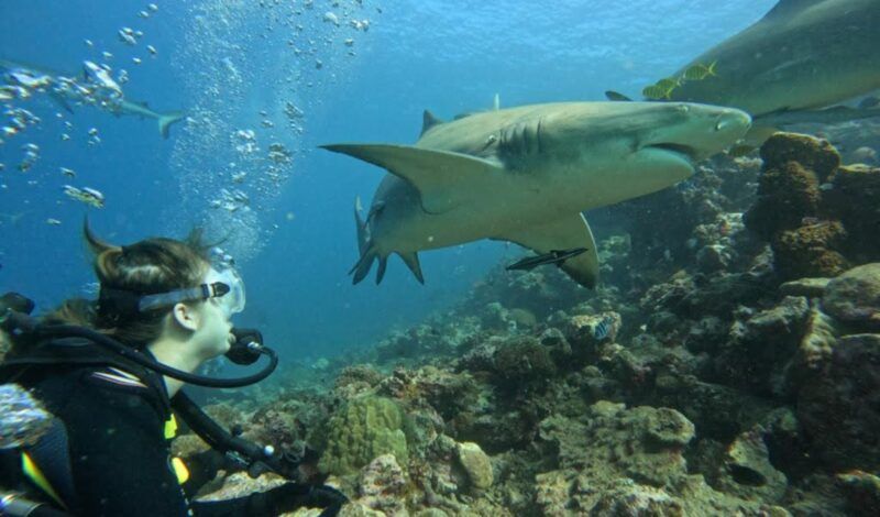 High school student dives with shark in Fiji on shark summer program