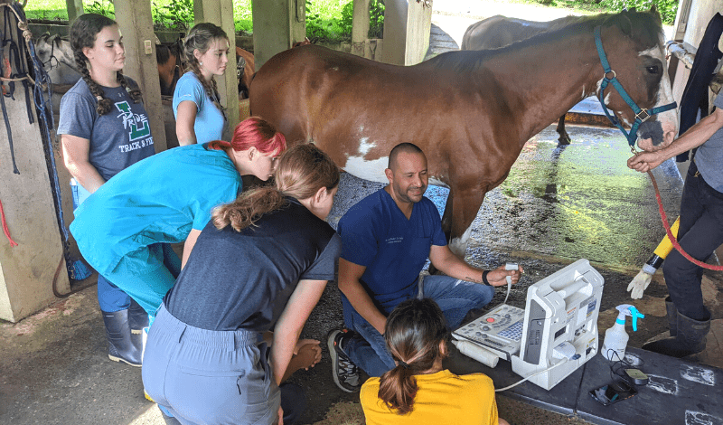 High school students assist veterinarian in examination on horse during Costa Rica summer veterinary program