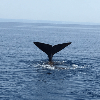 Sperm whale seen on marine biology program for high school students