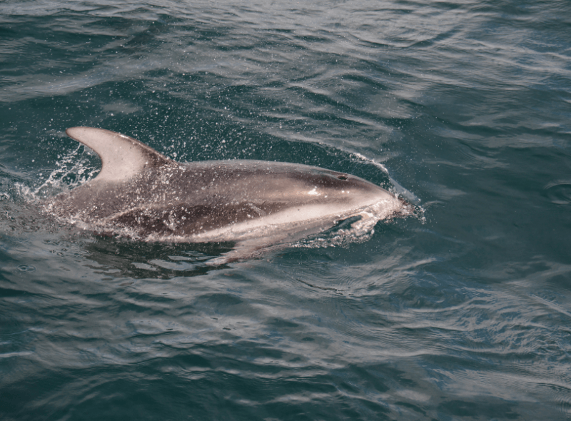 Dolphin seen on Azores marine biology summer program