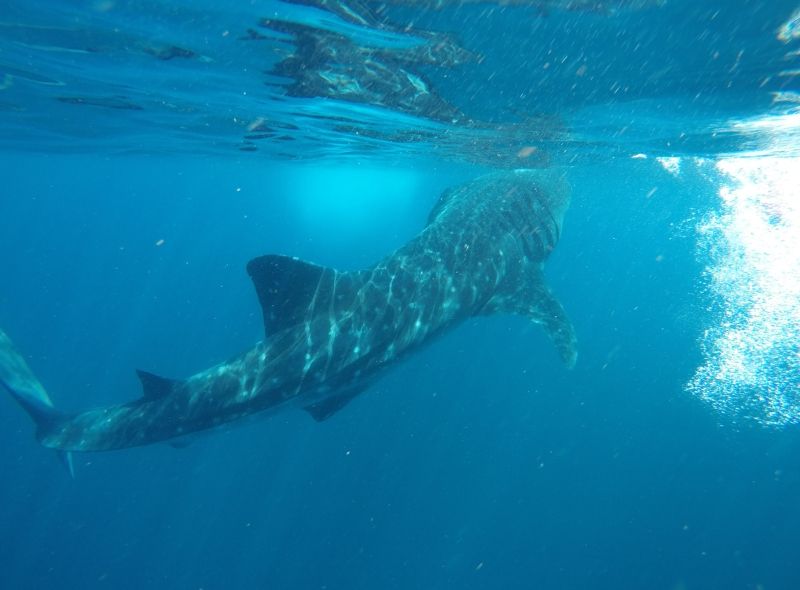 Whale shark seen in Mexico on ocean conservation summer program for teens