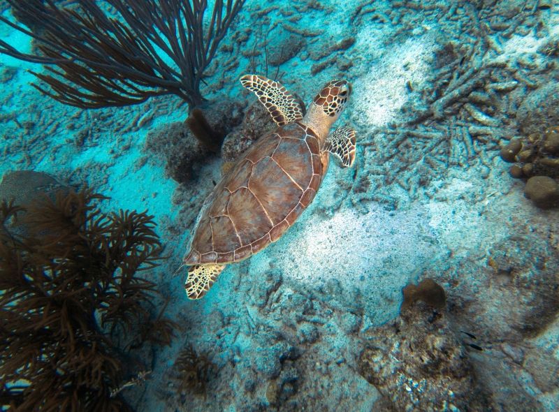 Sea turtle in Bonaire seen on middle school dive program