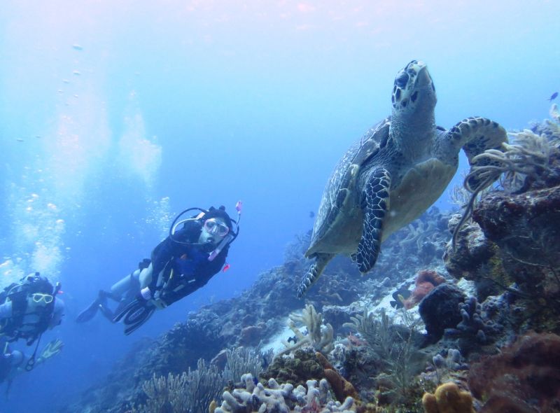 High school students dive with sea turtles in Mexico on marine conservation program