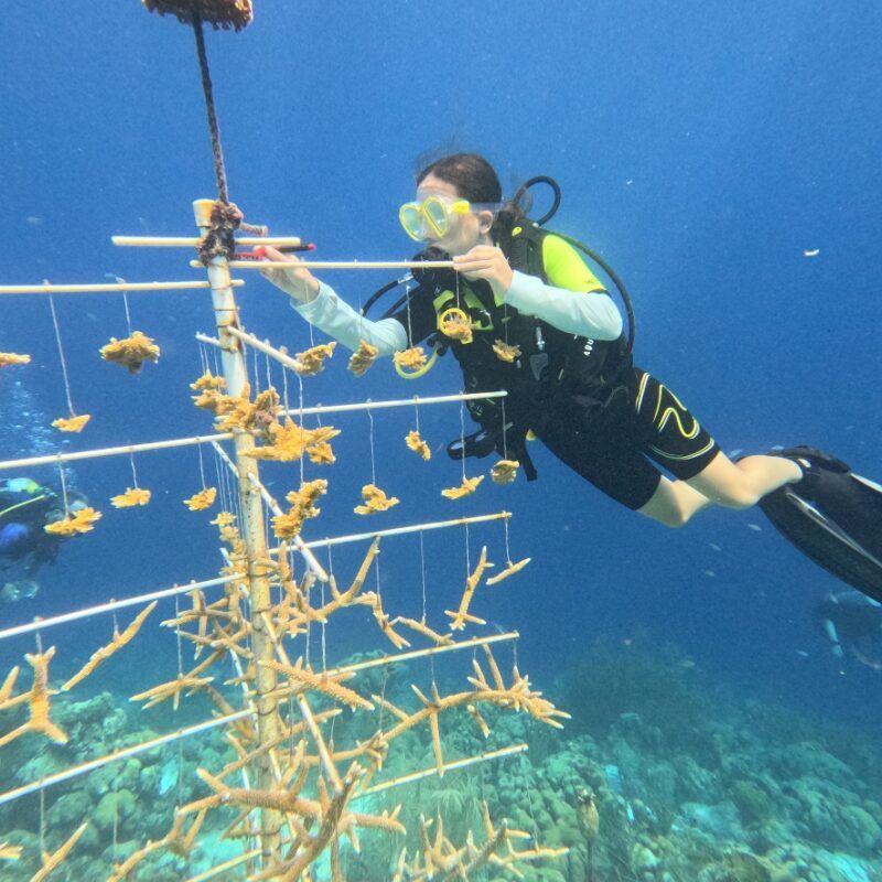 Middle school scuba diver assists with coral restoration work underwater.
