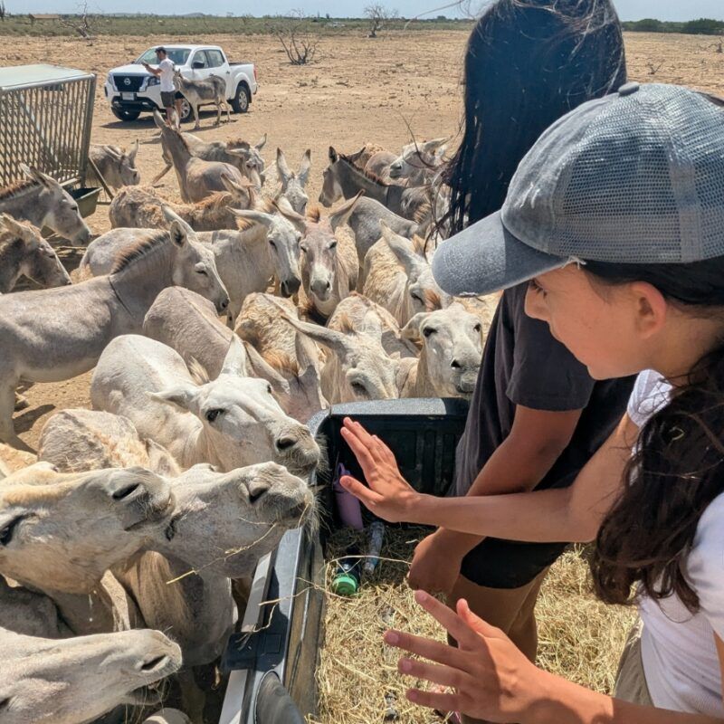 Middle school student surrounded by donkeys at Bonaire donkey sanctuary on marine bio trip.