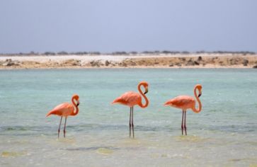 Flamingos in Bonaire during middle school intro dive program