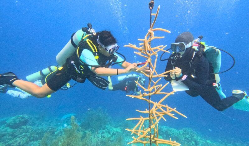 middle school scuba divers assist with coral restoration underwater on Bonaire summer program