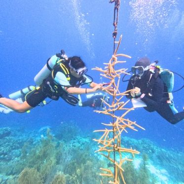 middle school scuba divers assist with coral restoration underwater on Bonaire summer program