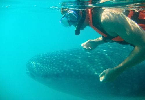 Teen student snorkels with whale shark on ocean conservation summer program abroad