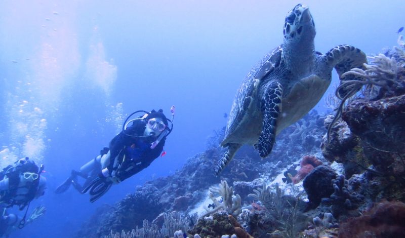 high school students dive with sea turtle on conservation program in Mexico