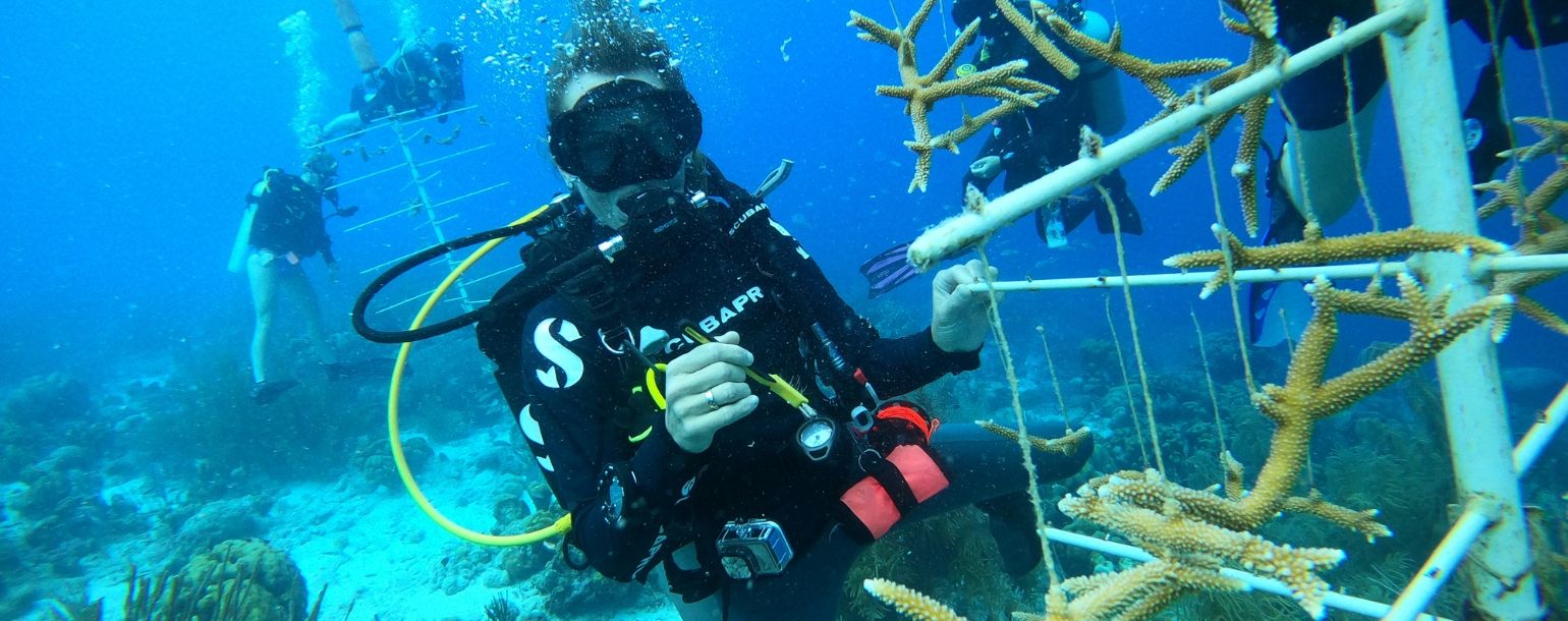 teen scuba diver doing coral restoration on marine biology summer program