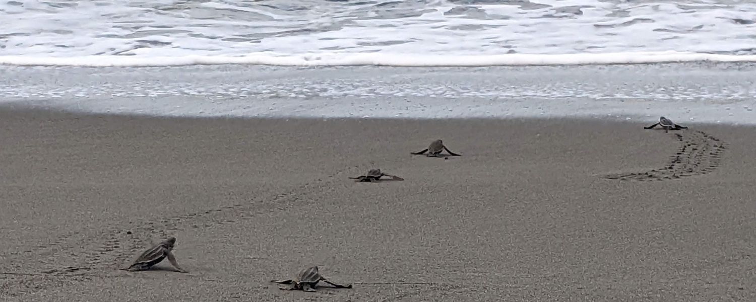 sea turtle hatchlings crawl to ocean in Costa Rica on high school conservation program