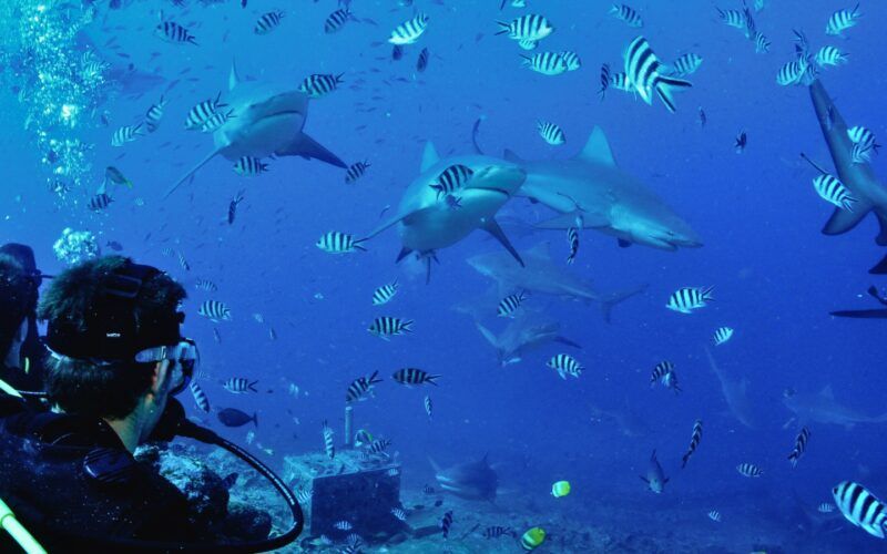 Broadreach students diving with sharks on Fiji shark studies program