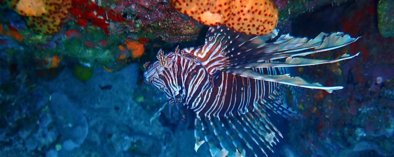 Lionfish with red and white stripes swimming above coral reef in the Caribbean