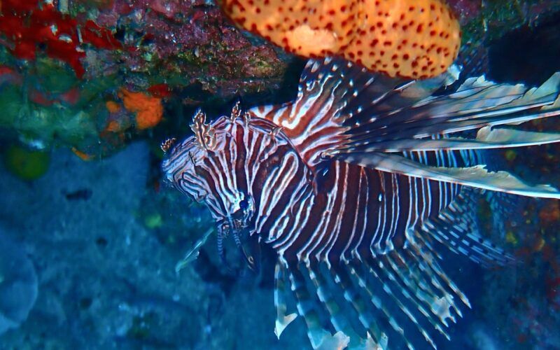 Lionfish with red and white stripes swimming above coral reef in the Caribbean