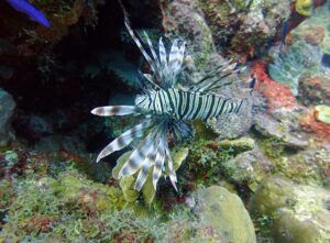 Lionfish with red and white stripes swimming above coral reef in Bonaire