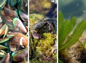 Examples of invasive marine species including green mussels, green crabs, and Caulerpa algae