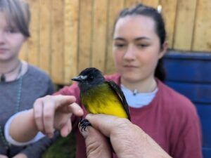 Student wildlife biologist collecting field data and observing animal behavior in a natural habitat
